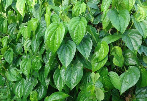 Những mẹo dân gian chữa các bệnh thường gặp của trẻ