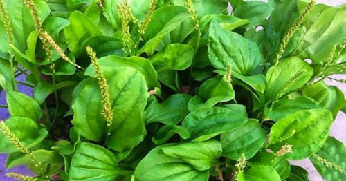 Những mẹo dân gian chữa các bệnh thường gặp của trẻ