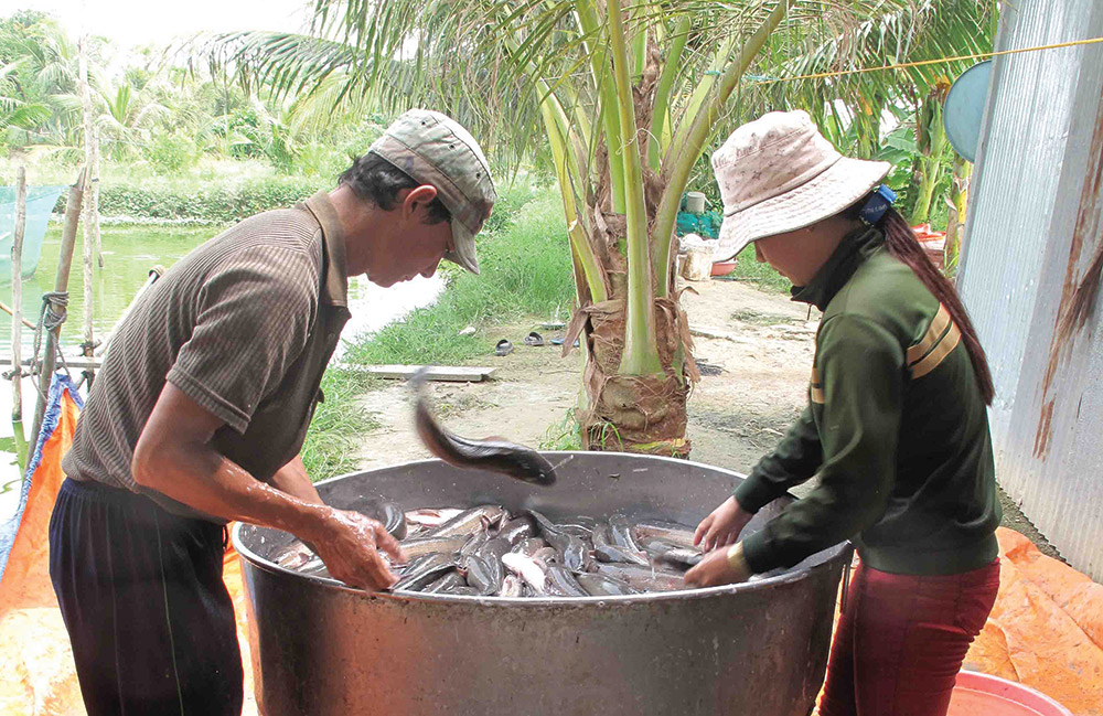 Nhiều mô hình làm ăn trong lũ Thu hoạch cá lóc trong lũ