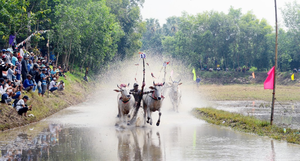 Đến chùa Rô xem hội đua bò!