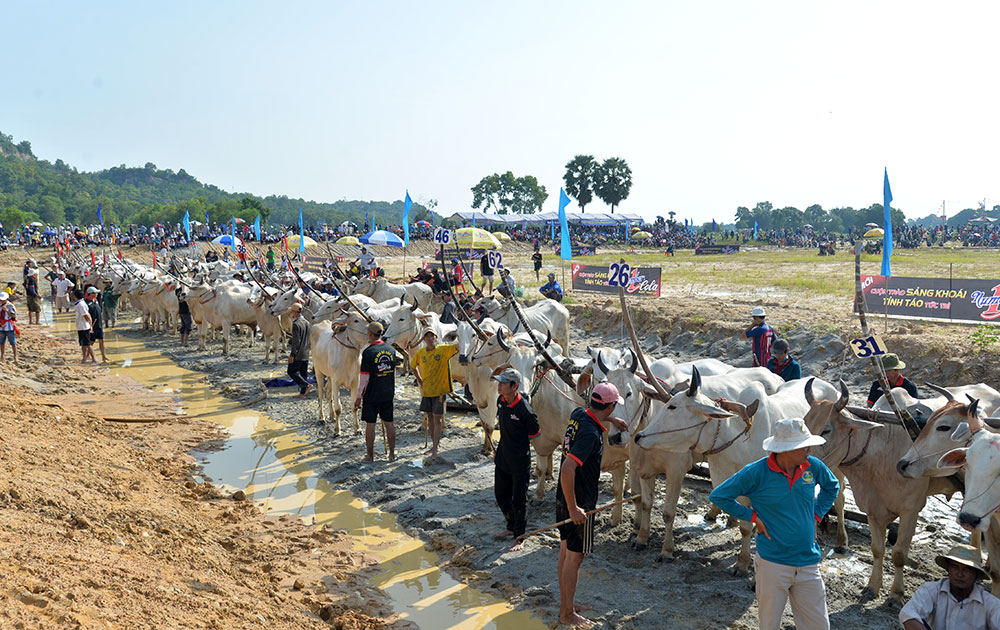 Sôi nổi Hội đua bò Bảy Núi tranh Cúp Truyền hình An Giang lần thứ 26 năm 2019 64 đôi bò tranh tài tại hội đua bò năm nay