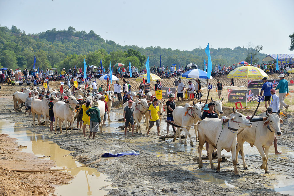 Sôi nổi Hội đua bò Bảy Núi tranh Cúp Truyền hình An Giang lần thứ 26 năm 2019 Các đôi bò diễu hành vòng sân trước khi tranh tài