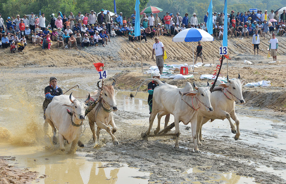 Sôi nổi Hội đua bò Bảy Núi tranh Cúp Truyền hình An Giang lần thứ 26 năm 2019 Tranh tài sôi nổi