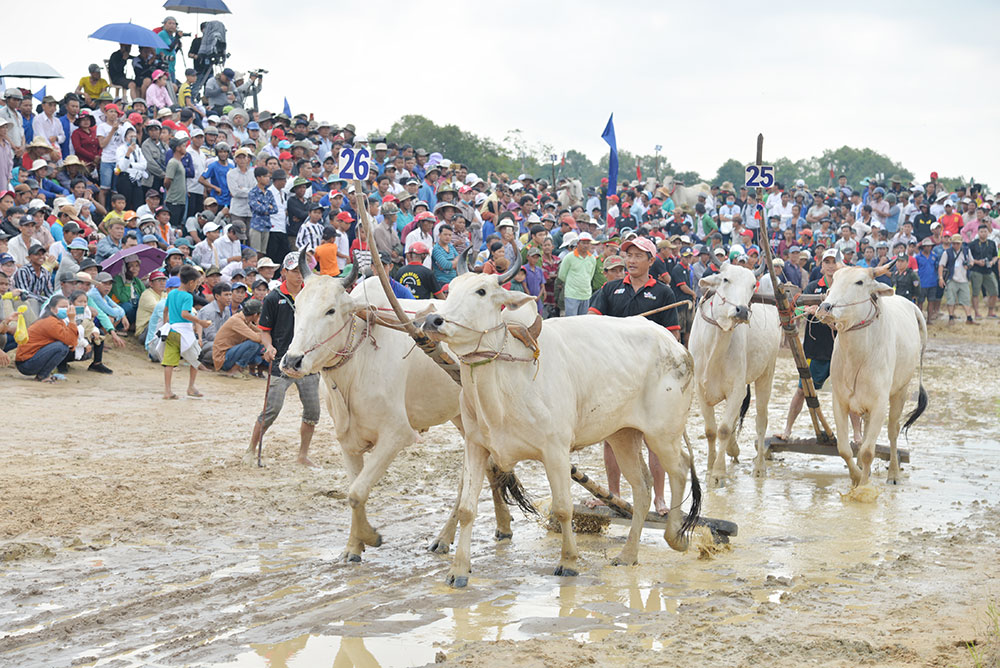 Sôi nổi Hội đua bò Bảy Núi tranh Cúp Truyền hình An Giang lần thứ 26 năm 2019 Hai đôi bò xuất phát