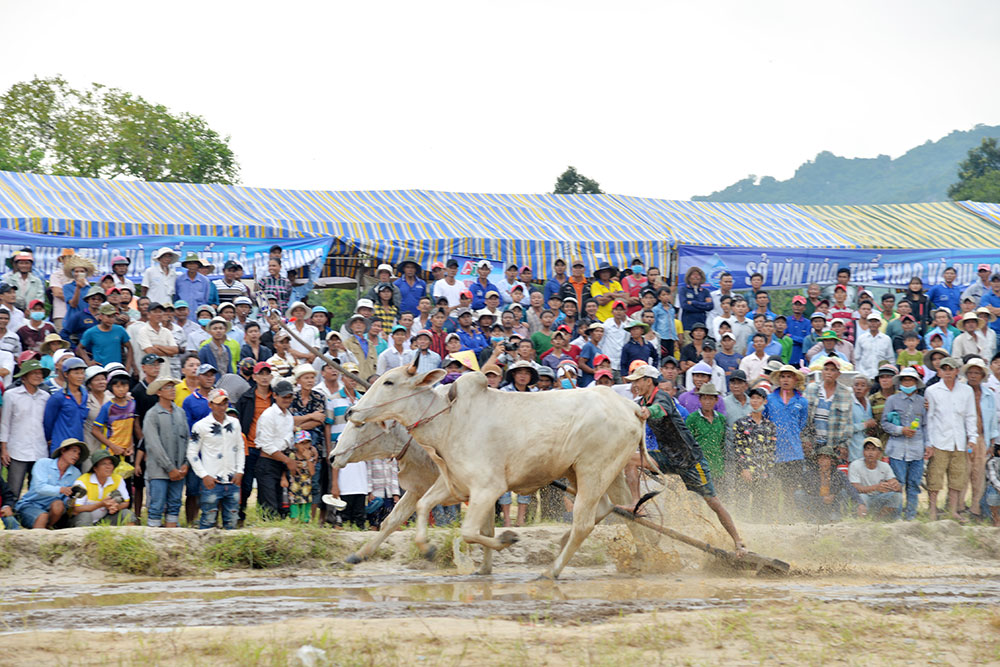Sôi nổi Hội đua bò Bảy Núi tranh Cúp Truyền hình An Giang lần thứ 26 năm 2019 Tung cú nước rút về đích