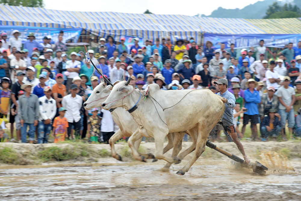 Sôi nổi Hội đua bò Bảy Núi tranh Cúp Truyền hình An Giang lần thứ 26 năm 2019 Tung cú nước rút về đích