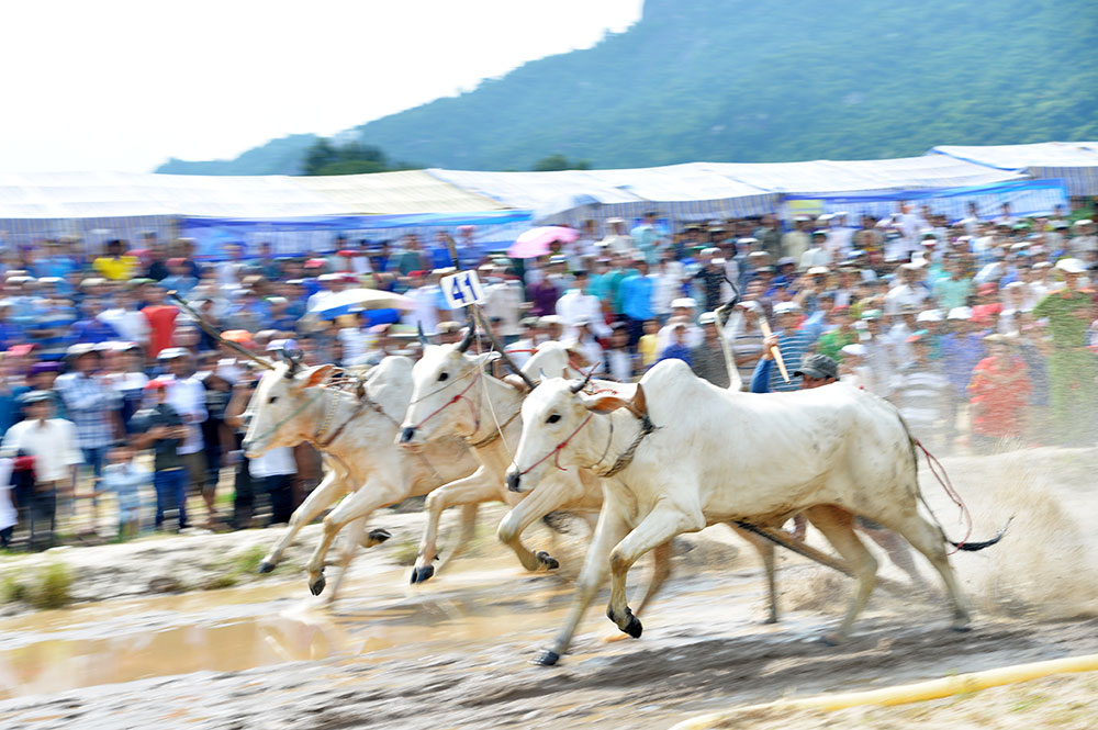 Sôi nổi Hội đua bò Bảy Núi tranh Cúp Truyền hình An Giang lần thứ 26 năm 2019 Tranh tài sôi nổi