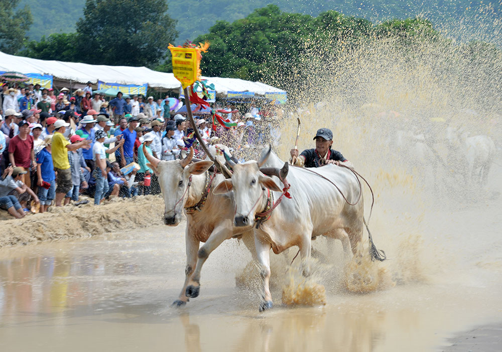 Sôi nổi Hội đua bò Bảy Núi tranh Cúp Truyền hình An Giang lần thứ 26 năm 2019