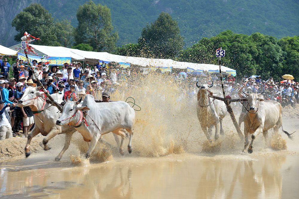 Sôi nổi Hội đua bò Bảy Núi tranh Cúp Truyền hình An Giang lần thứ 26 năm 2019