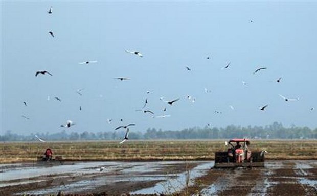 Đồng bằng sông Cửu Long xuống giống sớm vụ Đông Xuân để né hạn, mặn