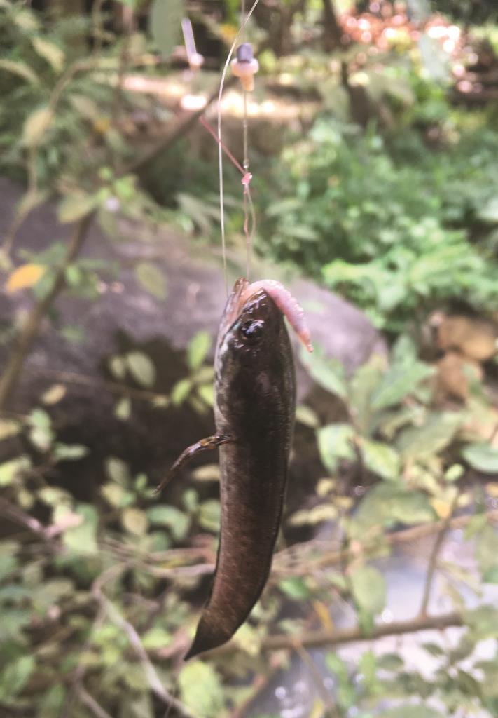 Thuần dưỡng cá suối