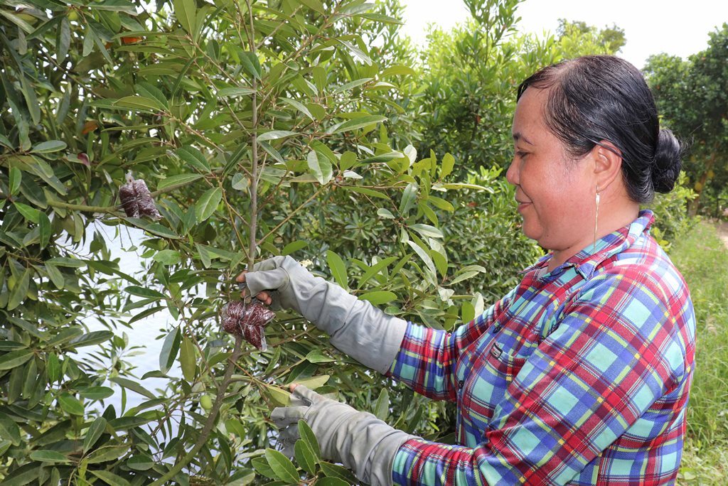 Cà na hút hàng trong mùa nước nổi