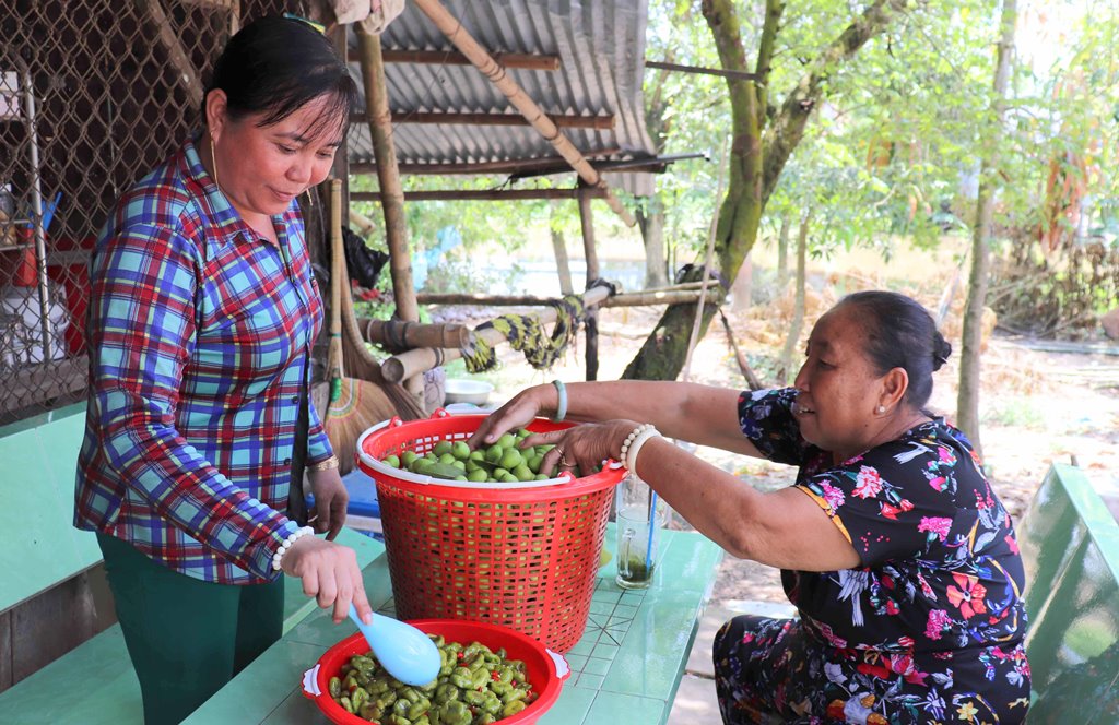 Cà na hút hàng trong mùa nước nổi