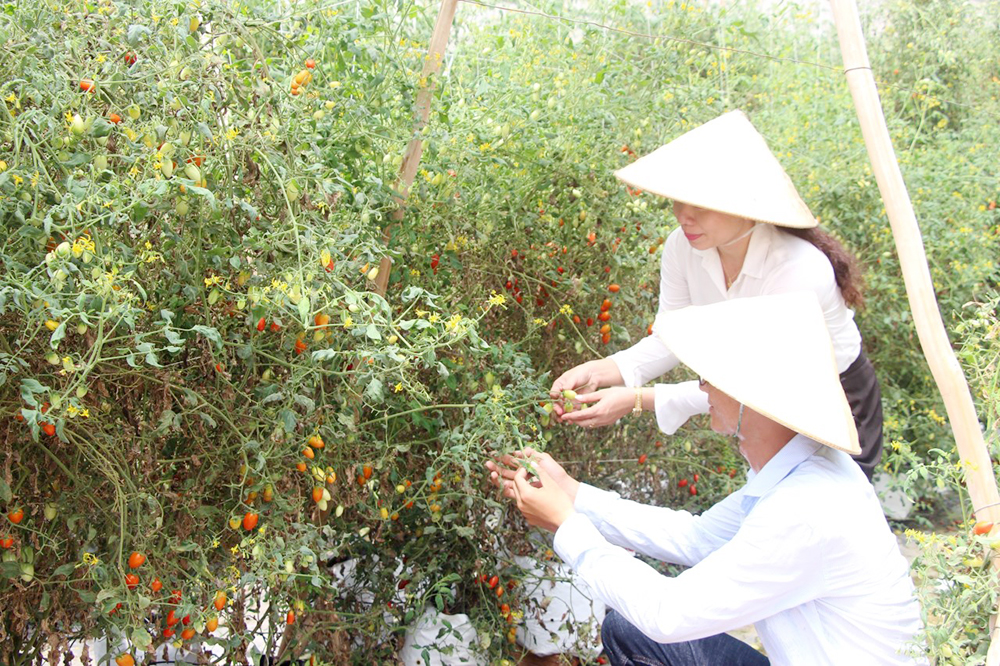 Vai trò của tổ chức Đảng trong xây dựng nông thôn mới ở An Giang Vai trò của tổ chức Đảng trong xây dựng nông thôn mới ở An Giang
