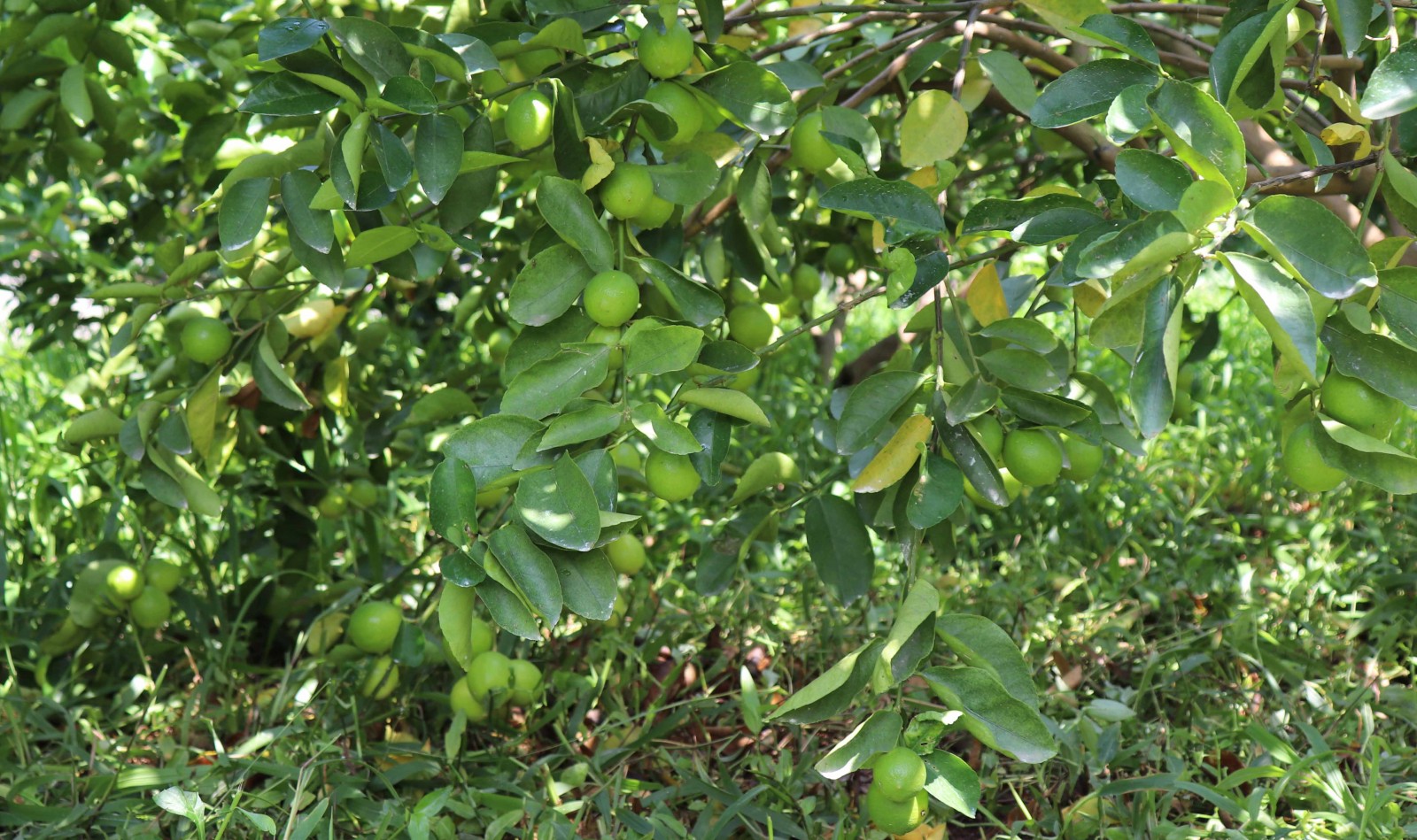 Trồng chanh không hạt thu tiền triệu mỗi tháng