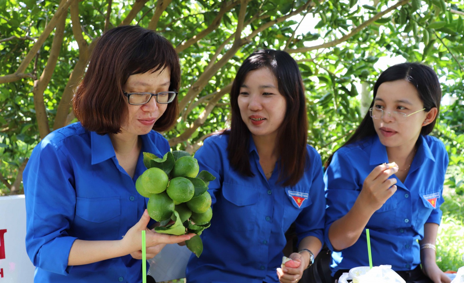 Trồng chanh không hạt thu tiền triệu mỗi tháng