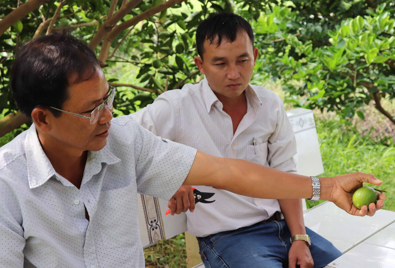 Trồng chanh không hạt thu tiền triệu mỗi tháng