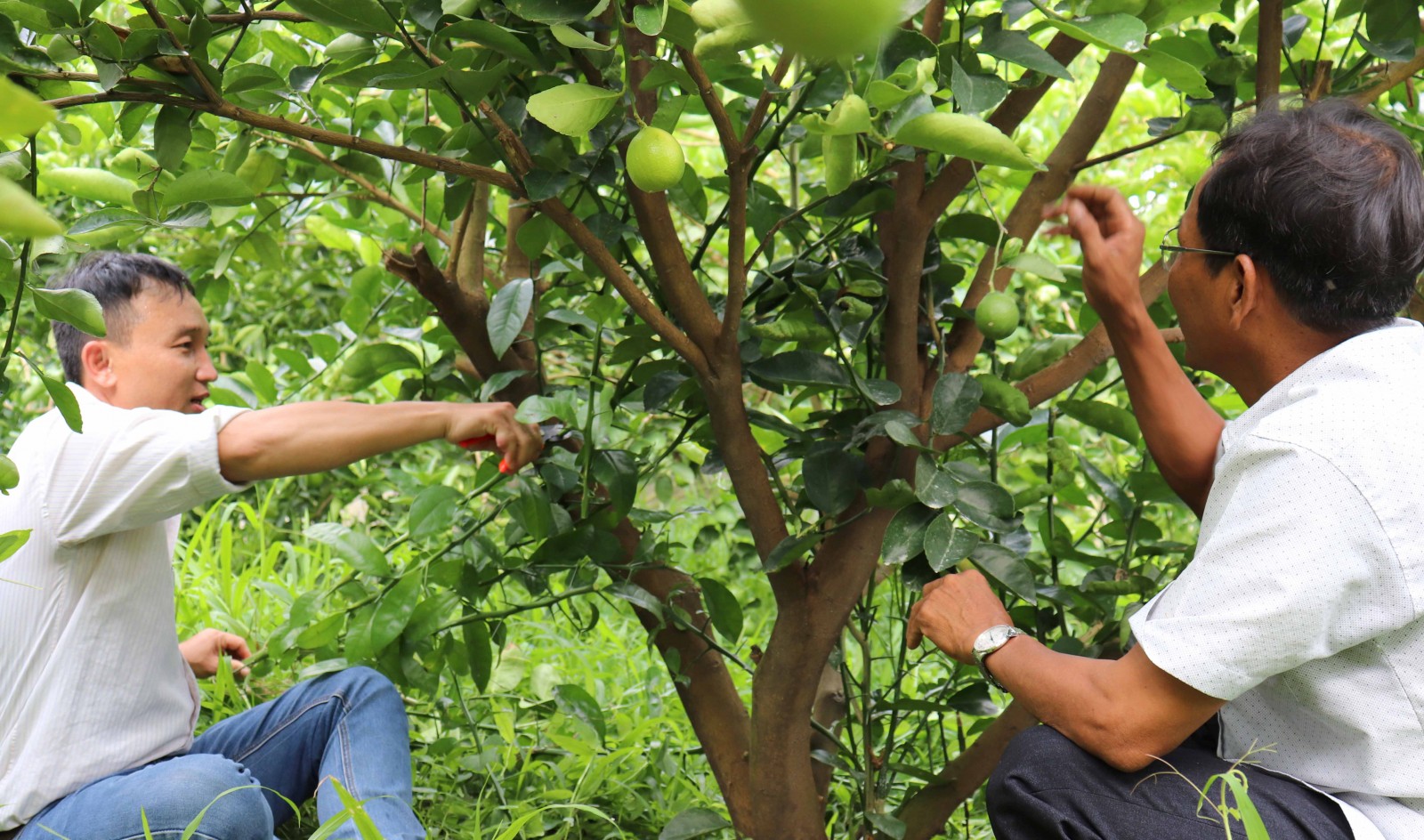 Trồng chanh không hạt thu tiền triệu mỗi tháng