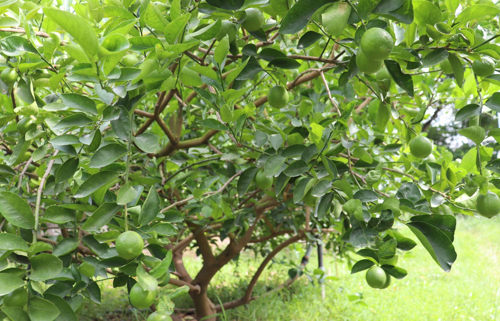 Trồng chanh không hạt thu tiền triệu mỗi tháng