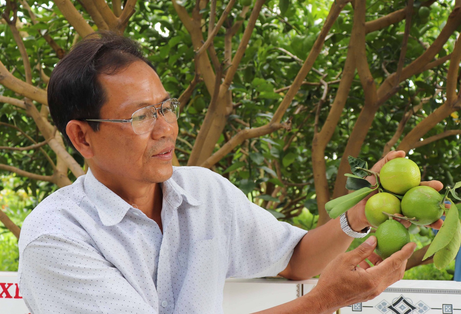 Trồng chanh không hạt thu tiền triệu mỗi tháng