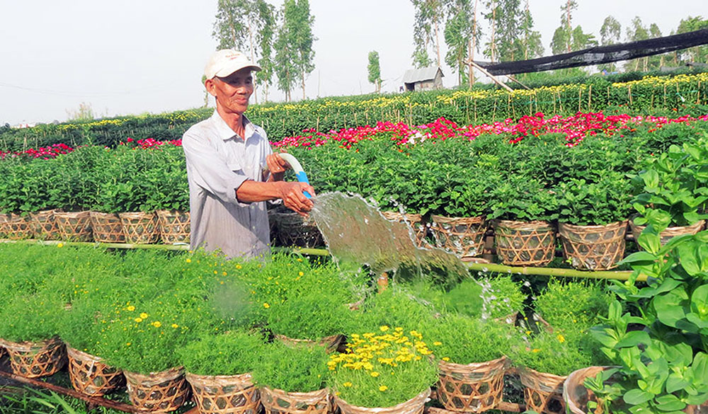 Mùa hoa Tết