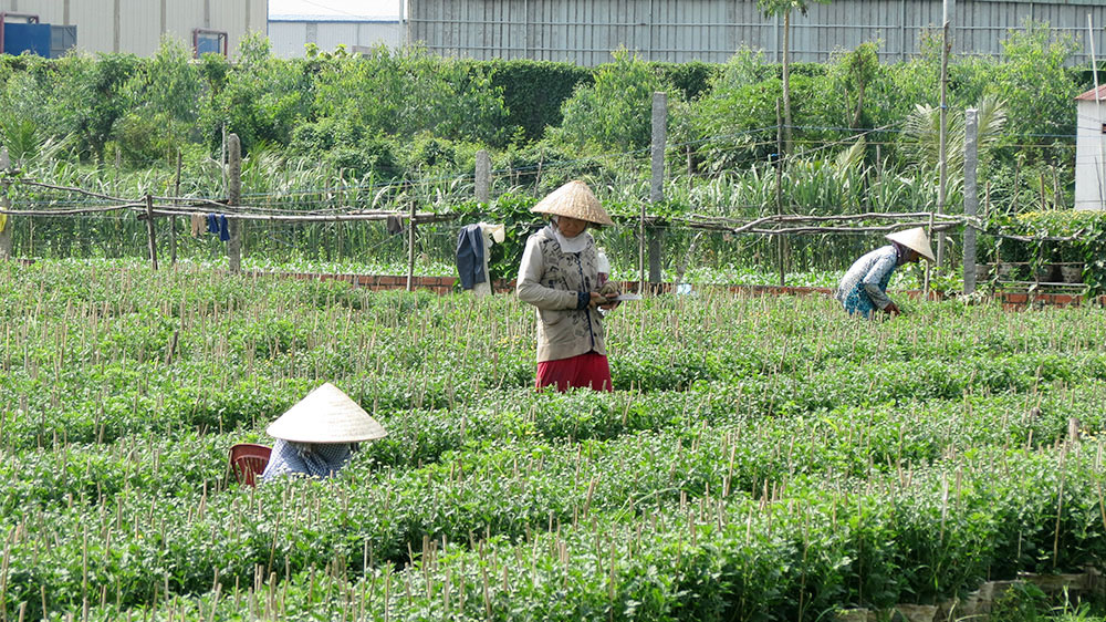 Mùa hoa Tết