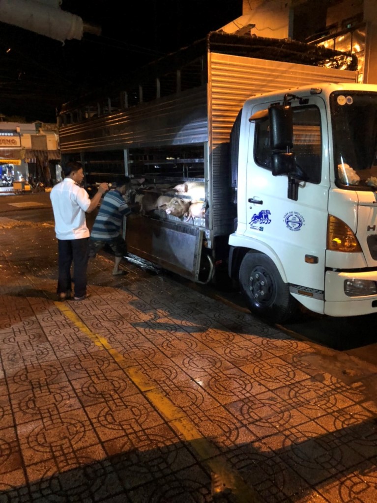 50 con heo hơi bị bắt giữ tại ấp Đồng Ky, xã Quốc Thái đều âm tính với bệnh dịch tả heo Châu Phi
