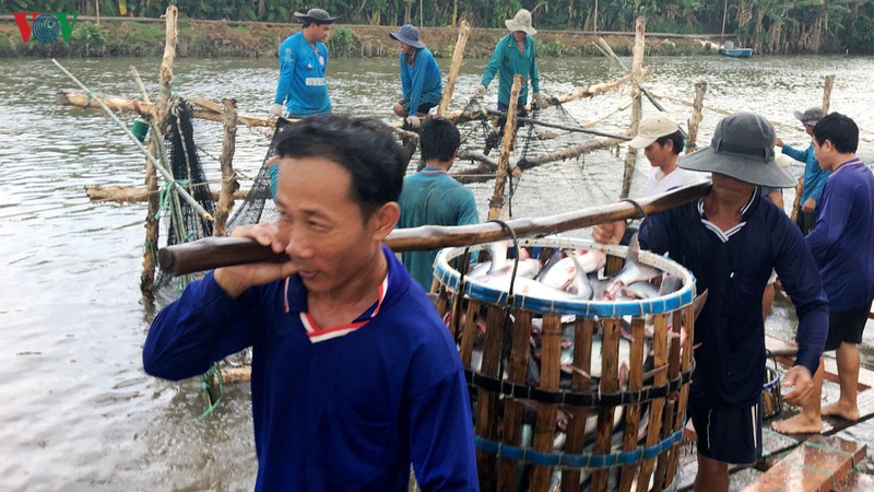 Ấn Độ có thể cạnh tranh với Việt Nam về xuất khẩu cá tra