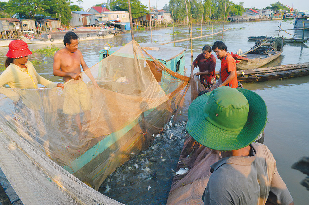 Nghề “dụ” cá trên sông