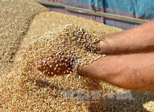 Giá lương thực thế giới tăng lần đầu tiên trong 5 tháng