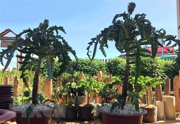 Việt Nam lần đầu đăng cai Lễ hội Bonsai và Suiseki châu Á-TBD