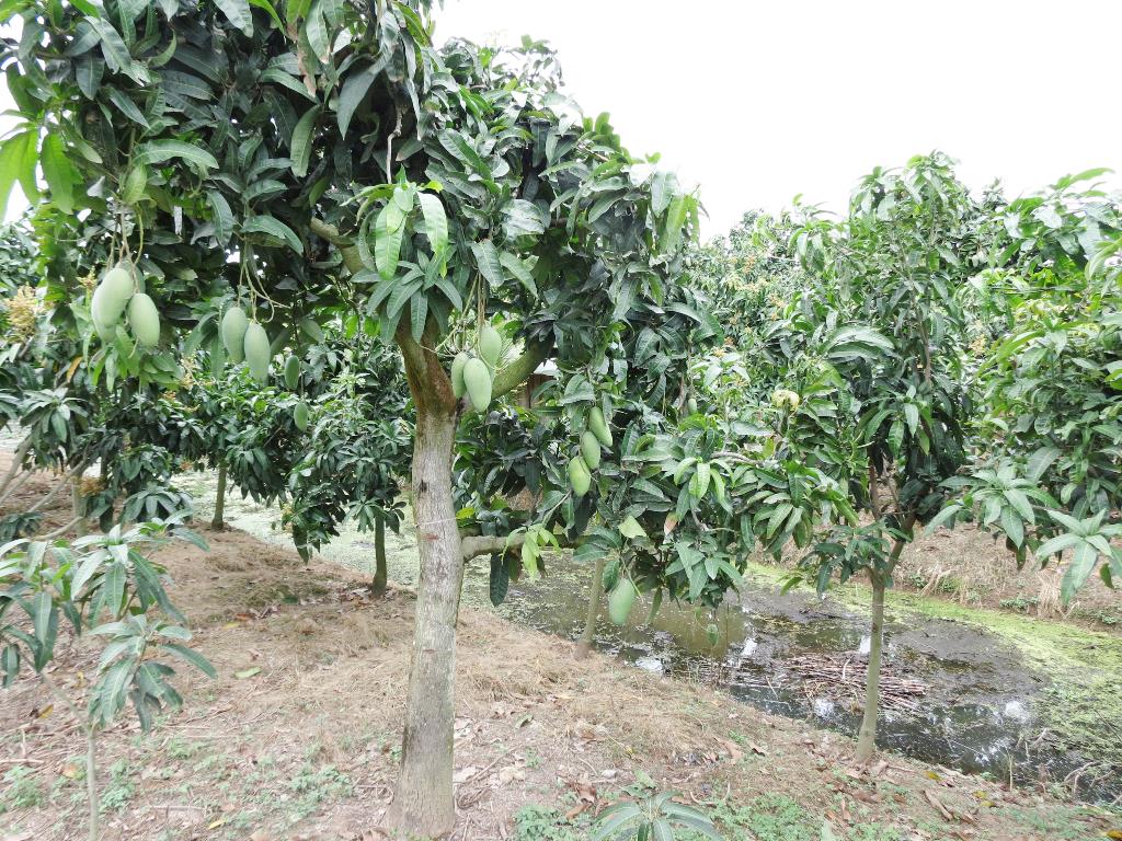Chuyển đổi sản xuất thích ứng với thị trường