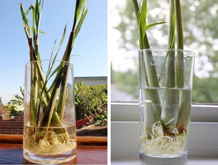 Những cách phòng chống muỗi tại nhà đơn giản và hiệu quả nhất
