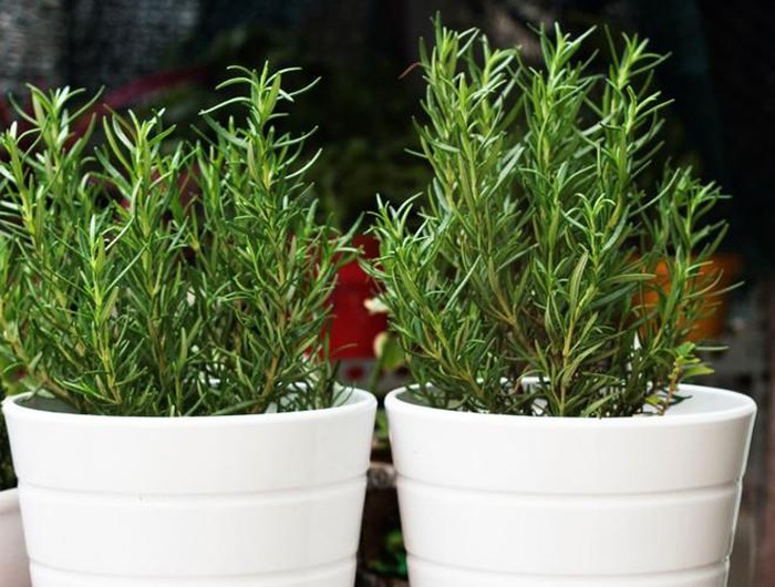 Những cách phòng chống muỗi tại nhà đơn giản và hiệu quả nhất
