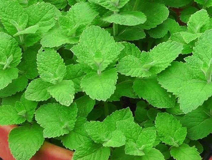 Những cách phòng chống muỗi tại nhà đơn giản và hiệu quả nhất