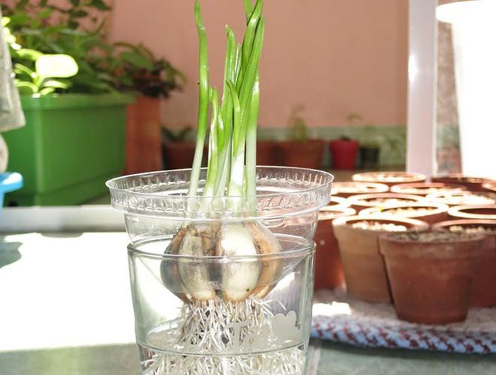 Những cách phòng chống muỗi tại nhà đơn giản và hiệu quả nhất