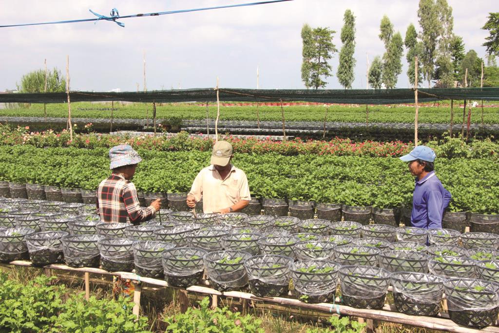 Cù lao chuẩn bị hoa Tết