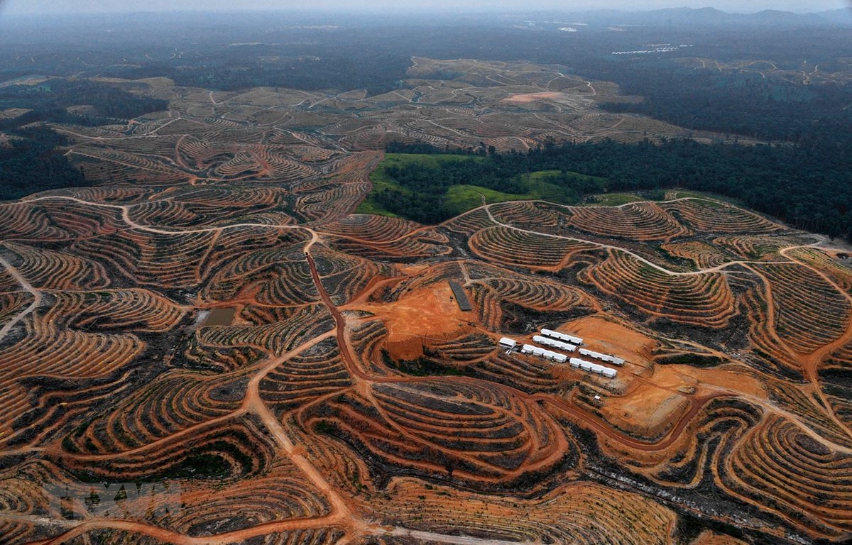 Indonesia lên kế hoạch xây dựng thủ đô mới ở tỉnh Kalimantan