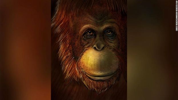 Hóa thạch tiết lộ ‘King Kong’ có họ hàng với đười ươi