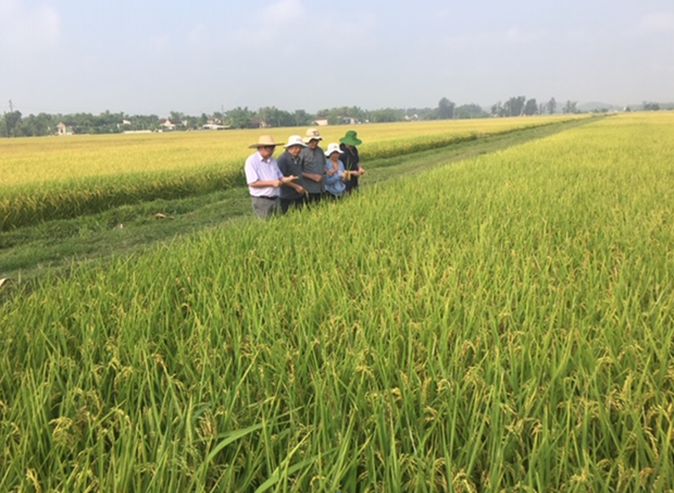 Xây dựng thương hiệu gạo Việt Nam: Nâng vị thế, tăng giá trị