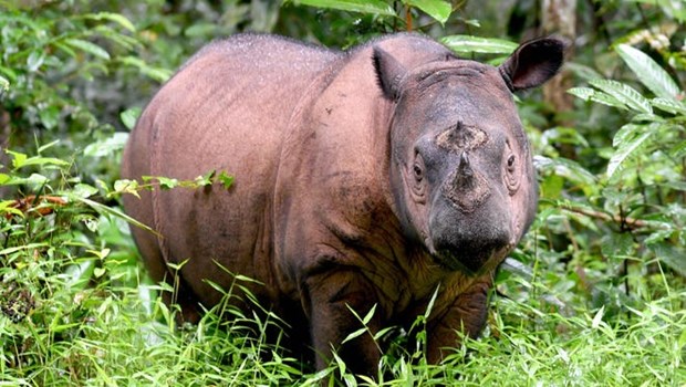 Tê giác Sumatra tuyệt chủng tại Malaysia