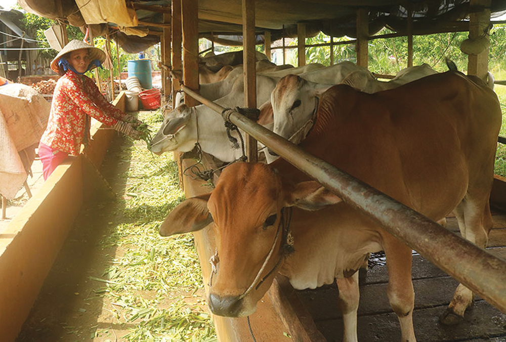 Phát triển chăn nuôi bò thịt chất lượng cao tại Bình Định năm 2021 đạt hiệu  quả cao
