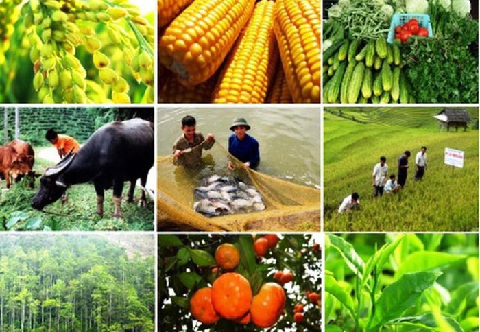 Các địa phương phát triển chuỗi liên kết, tiêu thụ sản phẩm nông nghiệp