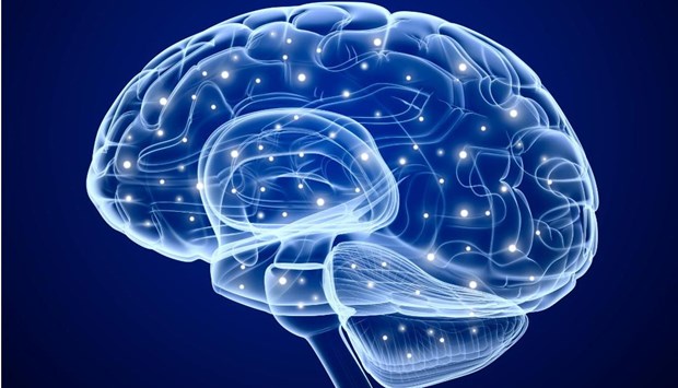 Phát hiện mối liên hệ giữa trí thông minh mềm và kích cỡ não