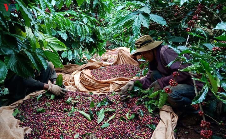 Nông sản Việt Nam cần nâng cao năng lực chế biến, tiếp cận thị trường
