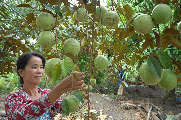Mùa vú sữa