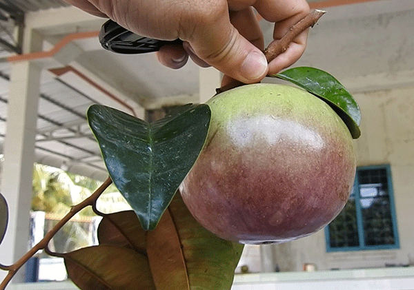 Mùa vú sữa