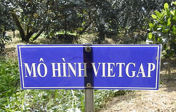 Mùa vú sữa