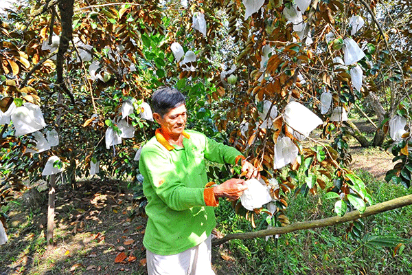 Mùa vú sữa