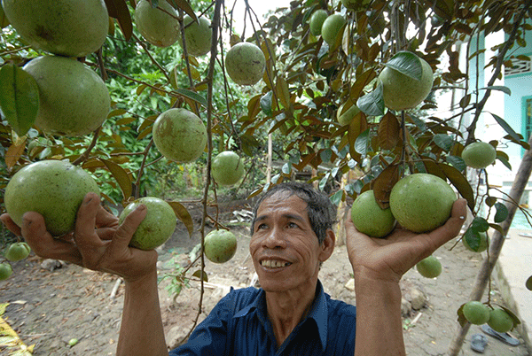 Mùa vú sữa